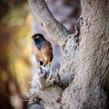 Closeup Shot Of A Common Myna Bird Sitting On The Trunk Of A Tree With A Blurred Background