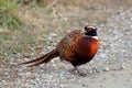 Closeup shot of a Common Pheasant bird walking Royalty Free Stock Photo
