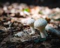 Closeup shot of Common puffballs in a forest on a blurred background Royalty Free Stock Photo