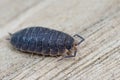 Closeup shot of the common rough woodlouse on wood Royalty Free Stock Photo