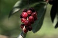 Closeup shot of common smilax berries Royalty Free Stock Photo