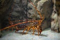 Common spiny lobster palinurus elephas underwater