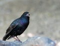 Closeup shot of a common starling sitting on dry branch on blurry background Royalty Free Stock Photo