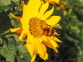 Closeup shot of a common sunflower with a bee on it- Helianthus annuus Royalty Free Stock Photo