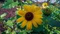 Closeup shot of common sunflower