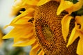 Closeup shot of a common sunflower (Helianthus annuus) with a bee Royalty Free Stock Photo