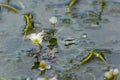 Closeup shot of common water-crowfoot on a pond Royalty Free Stock Photo