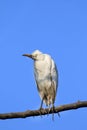 Common cattle egret