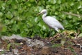 Common cattle egret