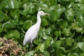 Common cattle egret
