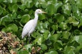 Common cattle egret