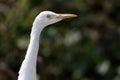 Common cattle egret Royalty Free Stock Photo