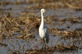 Common cattle egret Royalty Free Stock Photo