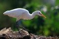 Common cattle egret