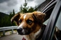 Closeup shot of a companion dog looking out of car window Royalty Free Stock Photo
