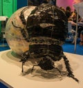 Closeup shot of a composition with a giant dung beetle and a huge ball