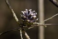 Closeup shot of a cone on a pine tree branch in a park in Afferden, the Netherlands Royalty Free Stock Photo