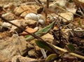 Closeup shot of a conical gaudy grasshopper in rocks, leaves and twigs Royalty Free Stock Photo