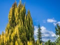 Closeup shot of a conifer tree on a blue sky background Royalty Free Stock Photo