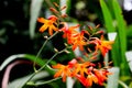 Closeup shot of Coppertips flowers from a rainforest in Ecuador