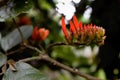 Closeup shot of Coppertips flowers from a rainforest in Ecuador