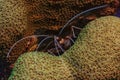 Closeup shot of coral banded shrimp Royalty Free Stock Photo