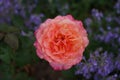 Closeup shot of a coral rose Gentle Hermione with blurred background Royalty Free Stock Photo