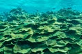 Closeup shot of corals and fish located in the clear blue water