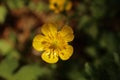 Closeup shot of a corn buttercup flower in a field against a blurred background Royalty Free Stock Photo