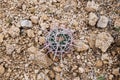 Closeup shot of a cottontop cactus in Mojave Desert, California