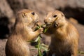 Closeup shot of a couple of cute prairie dogs eating a plant stem in the forest on a sunny day Royalty Free Stock Photo