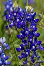 A Closeup Shot of a Couple of the Famous Texas Bluebonnet Wildflowers.