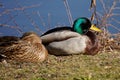 A closeup shot of a couple mallard duck