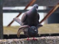 Closeup shot of a couple of pigeons breeding Royalty Free Stock Photo