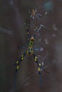 Closeup shot of a couple of trichonephila clavata spiders mating on spiderweb with blur background