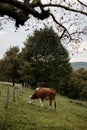 Closeup shot of a cow grazing in the farmland Royalty Free Stock Photo