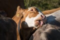 Closeup shot of a cow licking another one Royalty Free Stock Photo