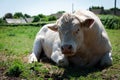 Closeup shot of cow lying down on the grass Royalty Free Stock Photo