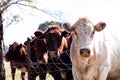 Closeup shot of cows in a farmland behind the net