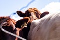 Closeup shot of cows in a farmland behind the net