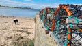 Closeup shot of crab catching cages on a beach with a black dog in Dunkeld, Scotland