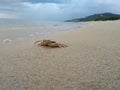Closeup shot of a crab walking on the seashore on a cloudy afternoon