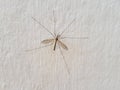 Closeup shot of Crane fly, mosquito isolated on the white wall Royalty Free Stock Photo