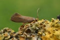 Closeup shot of the Crassa unitella moth on a plant Royalty Free Stock Photo