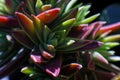 Closeup shot of Crassula Capitella plant with green and red leaves