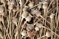 Closeup shot of creamy poppy seed heads Royalty Free Stock Photo