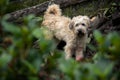 Closeup shot of a creme Catalan Sheepdog standing in the muddy backyard