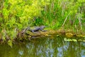 Closeup shot of a crocodile among the grass Royalty Free Stock Photo