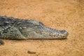 Closeup shot of a crocodile lying on the ground Royalty Free Stock Photo