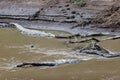 Closeup shot of a crocodile in the Mara River in the Masai Mara, Kenya Royalty Free Stock Photo